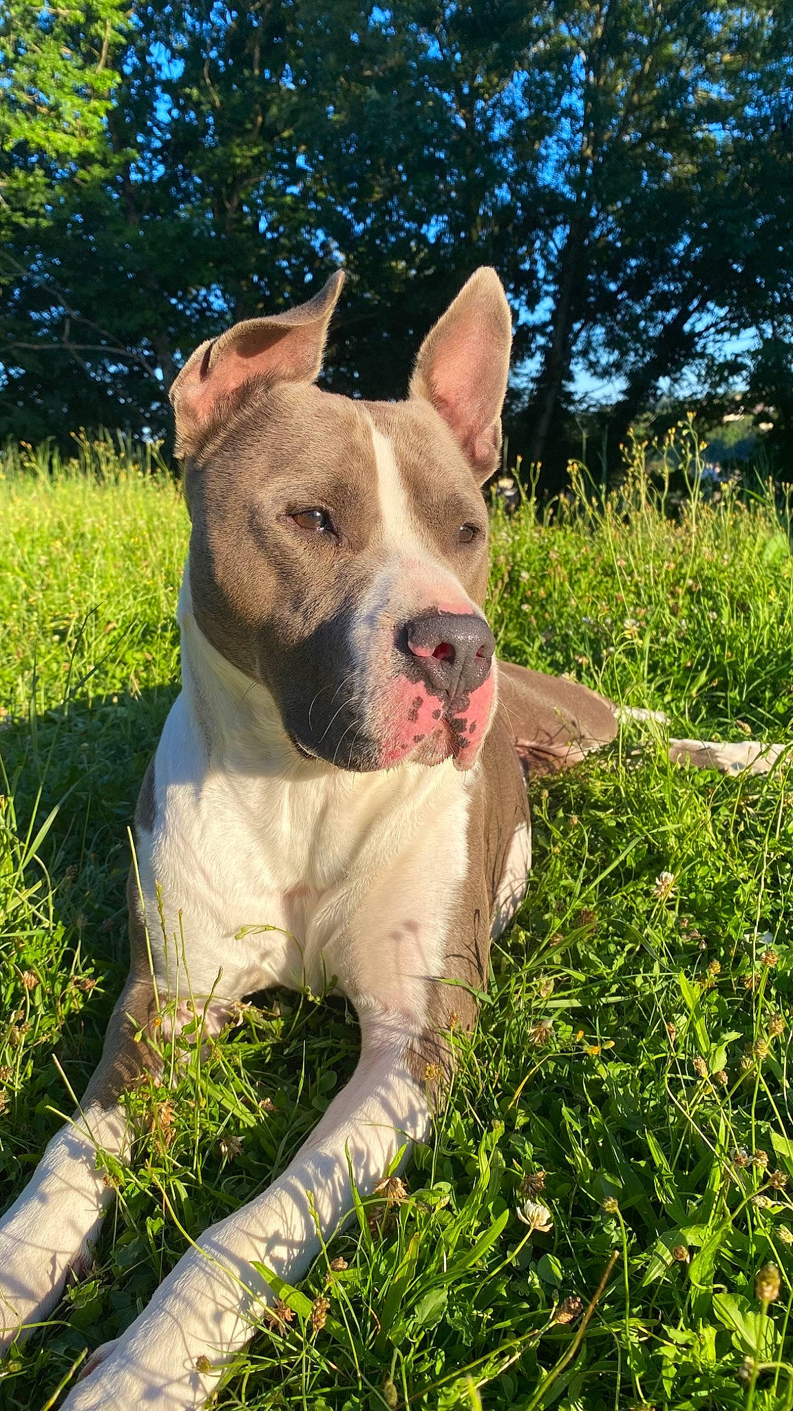 Rocky a rejoint le concours — aidez-le/la à gagner de superbes lots ! canidae, carnivore, collar, companion_dog, dog, dog_breed, dog_collar, fawn, grass, grassland, molosser, plant, sky, snout, sporting_group, terrestrial_animal, tree, whiskers, working_animal, working_dog