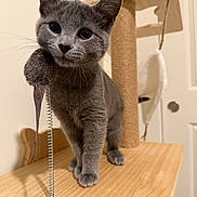 Jihyo is registered to the contest to win money with this photo: cat, kitten, gray_cat, pet, animal, toy, spring, feather, wooden_platform, cat_tree, indoor, furniture, curious, playful, close_up, whiskers, ears, paws, face, background