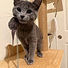cat, kitten, gray_cat, pet, animal, toy, spring, feather, wooden_platform, cat_tree, indoor, furniture, curious, playful, close_up, whiskers, ears, paws, face, background