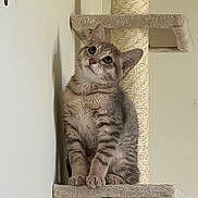 Dubu is registered to the contest to win money with this photo: cat, kitten, tabby, cat_tree, pet, indoor, feline, curious, cute, animal, whiskers, ears, paws, sitting, young, fur, domestic_cat, playful, looking_up, household