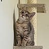cat, kitten, tabby, cat_tree, pet, indoor, feline, curious, cute, animal, whiskers, ears, paws, sitting, young, fur, domestic_cat, playful, looking_up, household