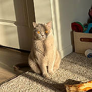 Albus joined the competition — help win amazing prizes! cat, amber_eyes, carpet, sunlight, shadow, toys, dog_bone, indoor, pet, feline, fur, sitting, home, cozy, relaxed, light_and_shadow, animal, domestic, cute, quiet