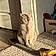Albus