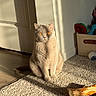 cat, amber_eyes, carpet, sunlight, shadow, toys, dog_bone, indoor, pet, feline, fur, sitting, home, cozy, relaxed, light_and_shadow, animal, domestic, cute, quiet