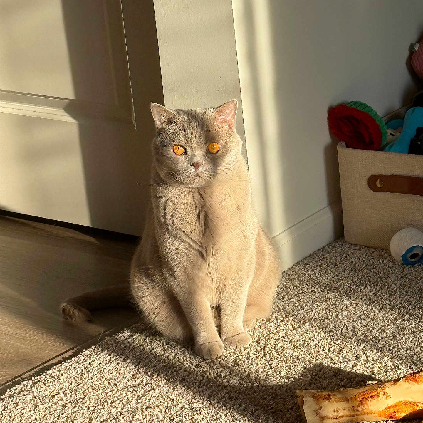 Albus