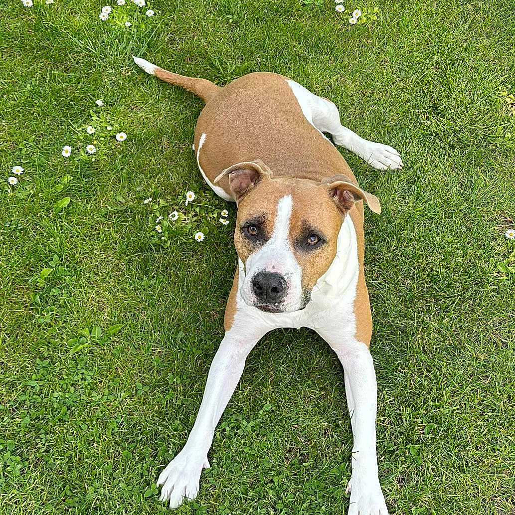 Oslo a rejoint le concours — aidez-le/la à gagner de superbes lots ! accessories, animal, ball, boxer, bulldog, canine, dog, field, grass, grassland, hound, lawn, nature, outdoors, pet, pitbull, plant, puppy, strap, whitedog