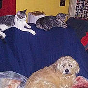 Butch is registered to the contest to win money with this photo: animal, blanket, cat, cats, couch, cozy, dog, domestic, furniture, furry, home, indoor, multi_pet, patterned_curtains, pet, red_wall, relaxed, resting, seated, yellow_wall