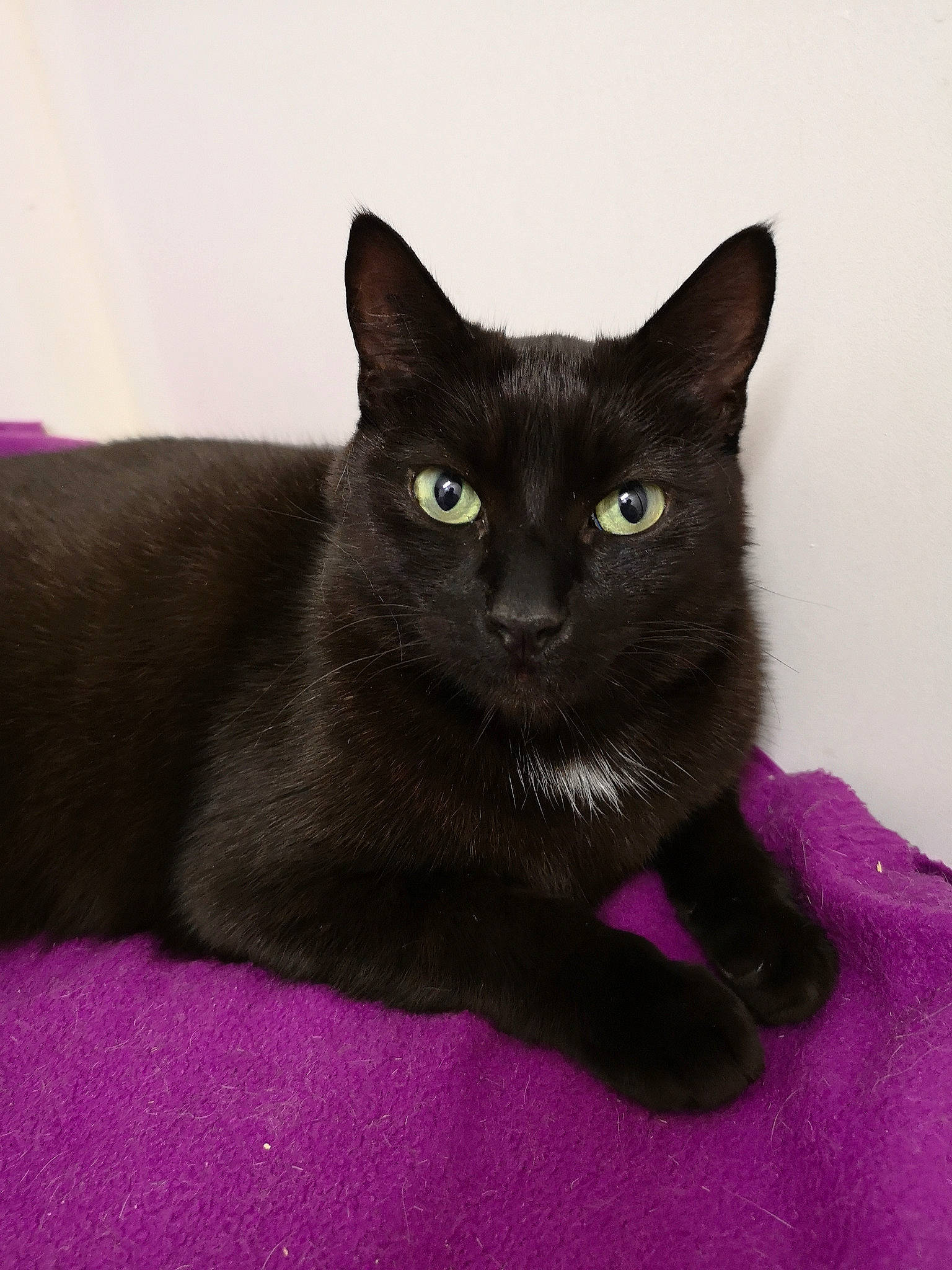 Titi participe au concours pour gagner de l'argent avec cette photo : asian, black_cat, bombay, burmese, carnivore, cat, chartreux, domestic_short_haired_cat, felidae, german_rex, havana_brown, javanese, korat, mammal, russian_blue, small_to_medium_sized_cats, vertebrate, whiskers