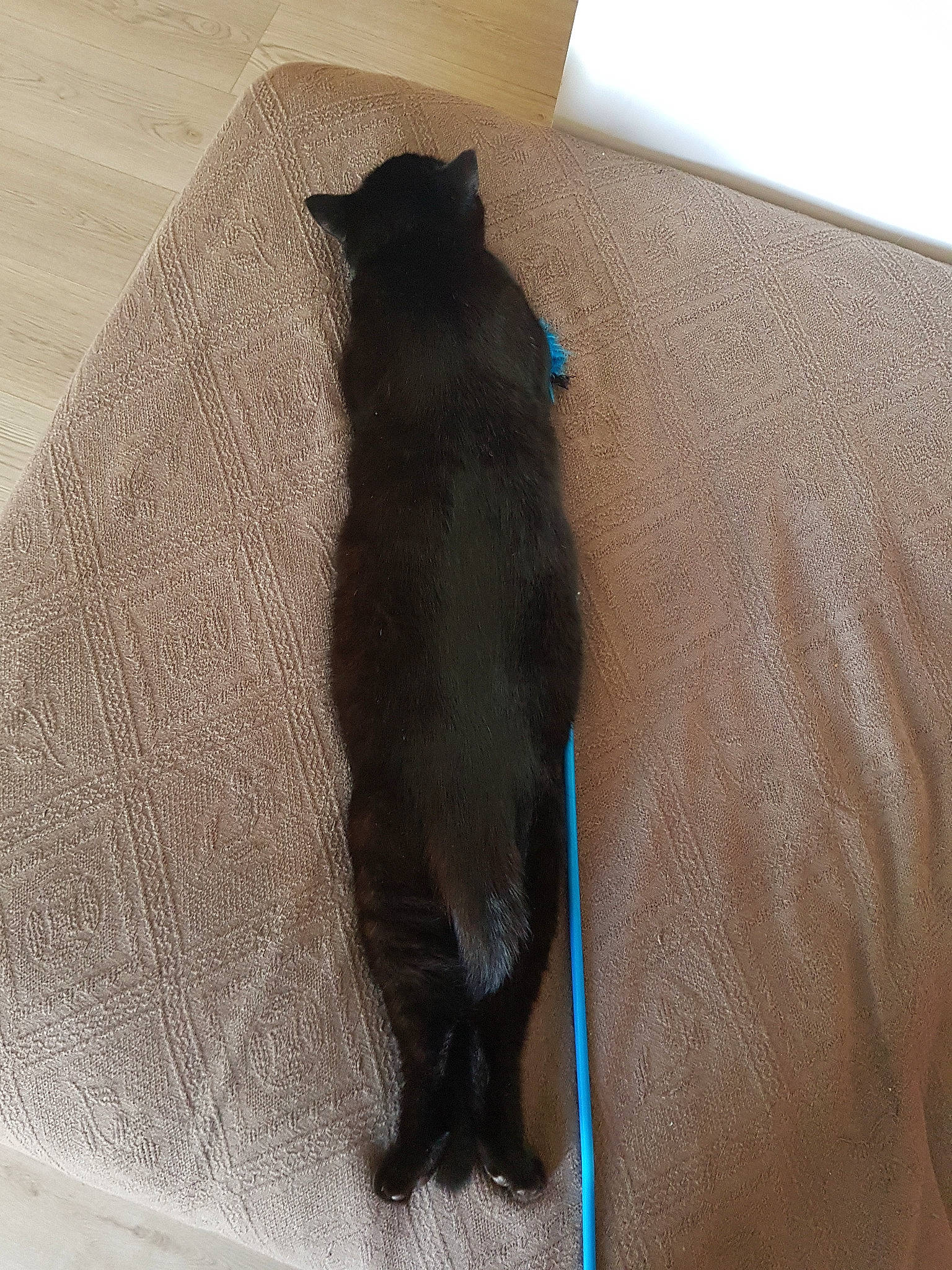 Titi a rejoint le concours — aidez-le/la à gagner de superbes lots ! black_cat, carnivore, cat, felidae, korat, small_to_medium_sized_cats, tail, whiskers