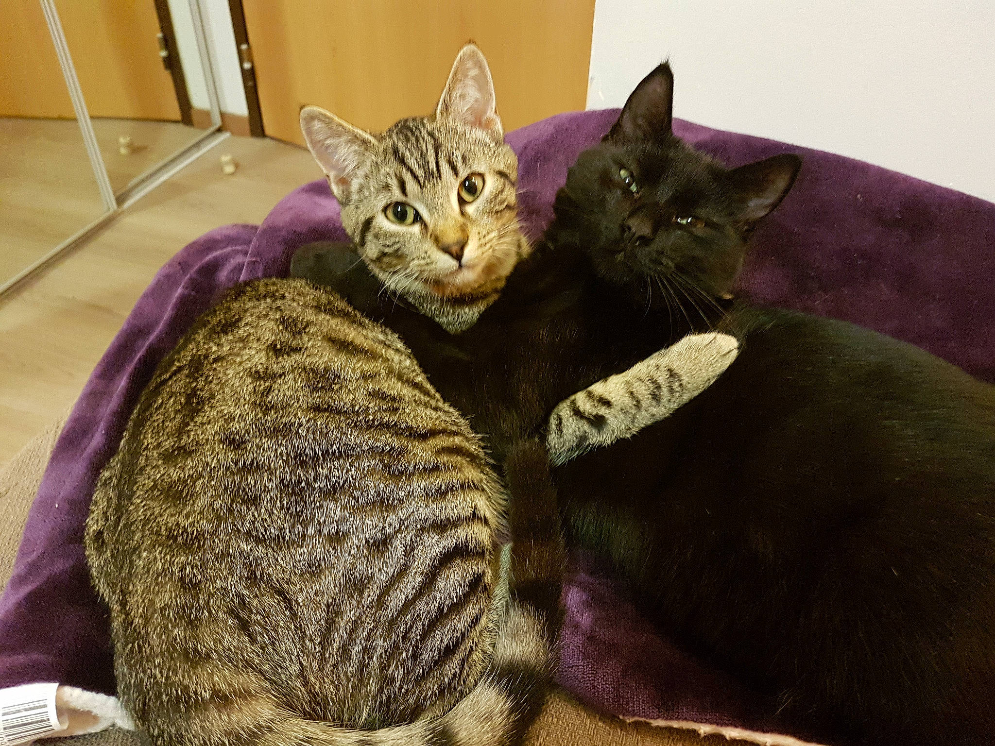 Titi a rejoint le concours — aidez-le/la à gagner de superbes lots ! american_shorthair, arabian_mau, asian, australian_mist, california_spangled, carnivore, cat, chausie, domestic_short_haired_cat, dragon_li, egyptian_mau, european_shorthair, felidae, mammal, ocicat, pixie_bob, small_to_medium_sized_cats, tabby_cat, vertebrate, whiskers