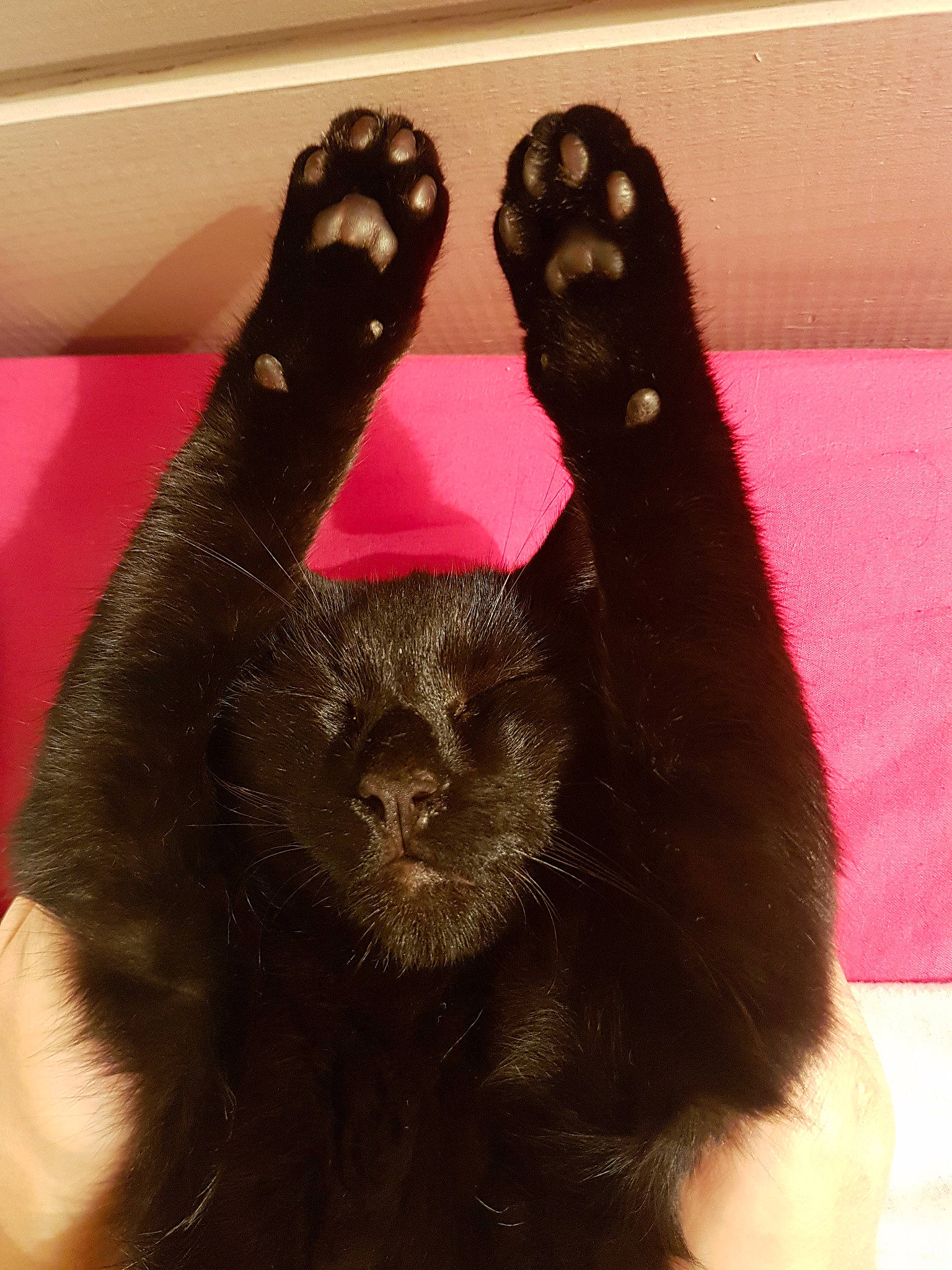 Titi participe au concours pour gagner de l'argent avec cette photo : black_cat, cat, claw, felidae, finger, gesture, hand, nail, paw, small_to_medium_sized_cats