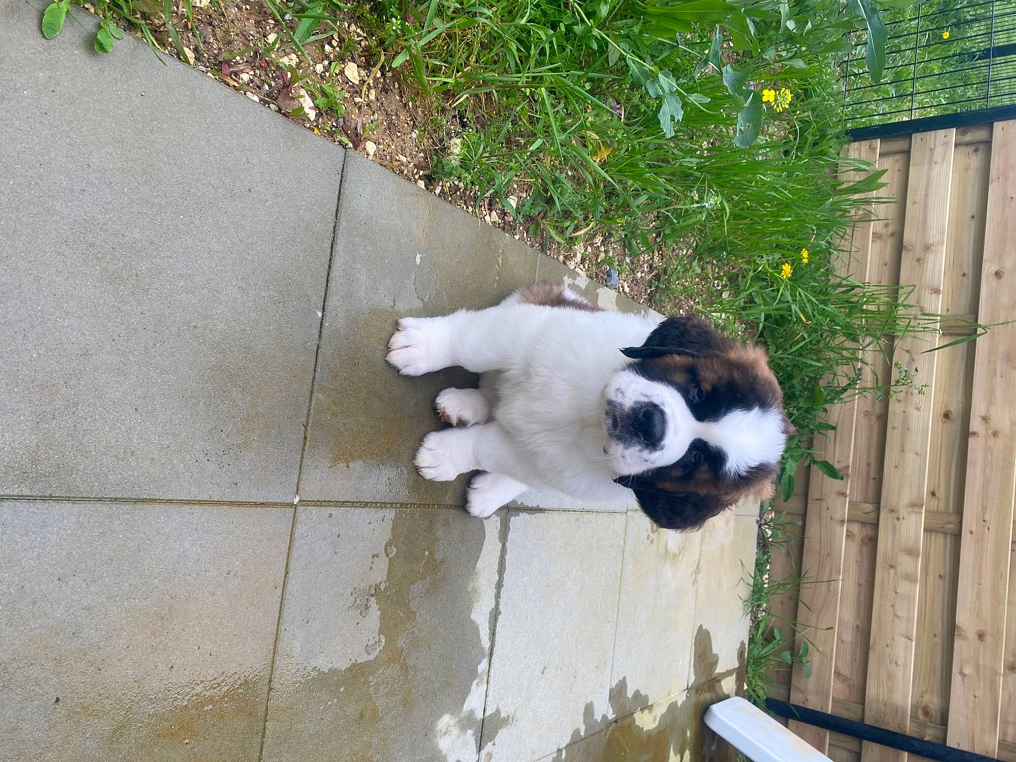 Guizmo a rejoint le concours — aidez-le/la à gagner de superbes lots ! asphalt, canidae, carnivore, cat, companion_dog, dog_breed, domestic_short_haired_cat, fawn, felidae, flooring, fur, grass, plant, road_surface, sidewalk, small_to_medium_sized_cats, snout, sporting_group, tail, whiskers