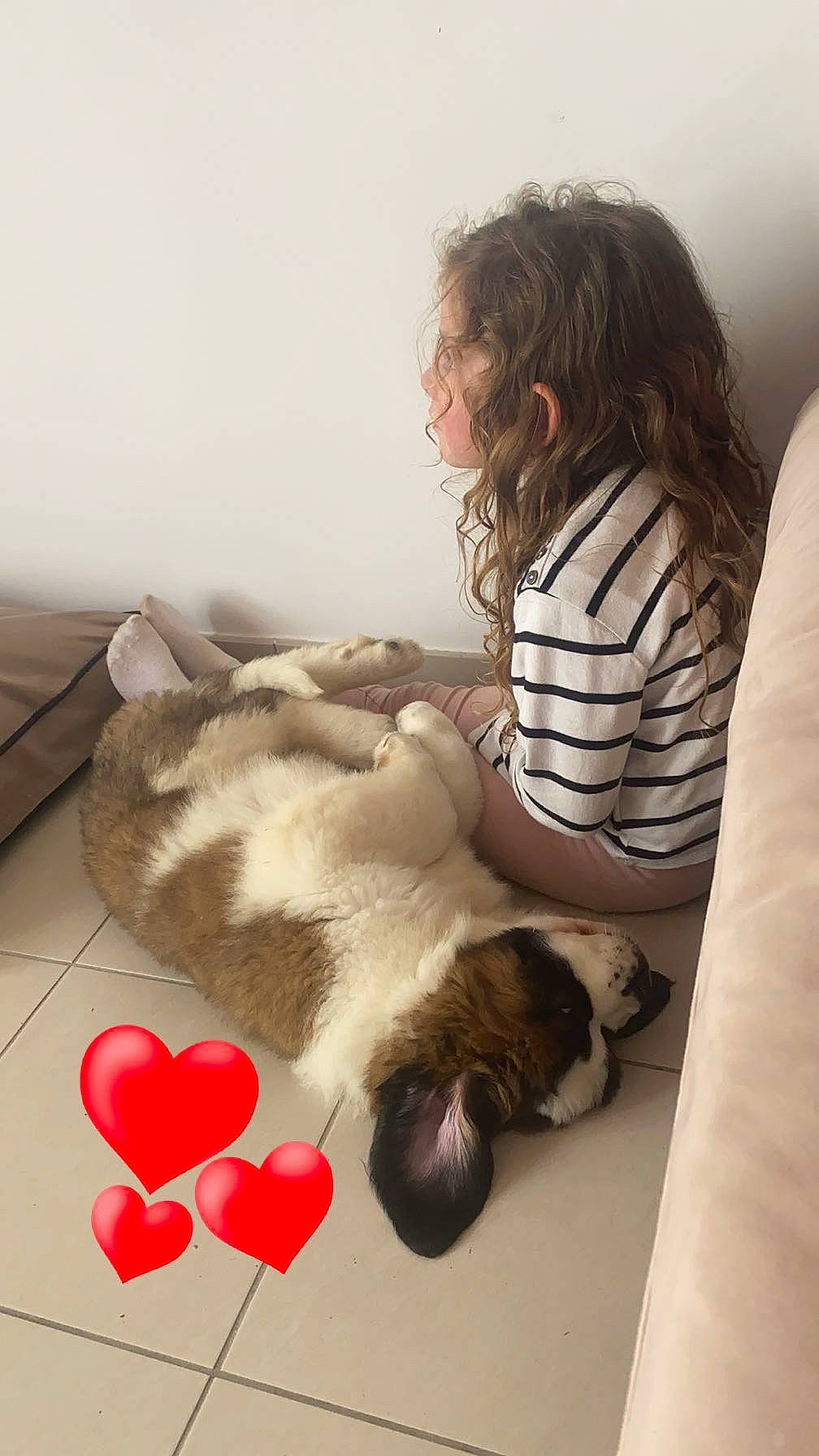 Guizmo a rejoint le concours — aidez-le/la à gagner de superbes lots ! bed, carnivore, comfort, companion_dog, fawn, felidae, flooring, foot, fur, happy, human_leg, long_hair, love, petal, room, small_to_medium_sized_cats, tail, textile, toy, whiskers
