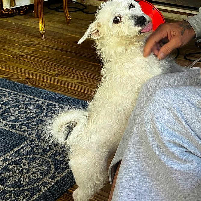 Zena