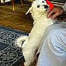 animal, belly_rub, curled_tail, dog, hand, happy, home, indoor, patterned_rug, person, pet, playful, red_chair, scruffy_fur, small_dog, standing, tongue_out, upright_pose, white_dog, wooden_floor