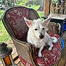 Zena is registered to the contest to win money with this photo: armchair, chair, dog, floral_pattern, garden, greenery, home_decor, outdoor_view, pet_portrait, pointed_ears, porch, puppy, scruffy_fur, sitting, sunlight, vintage, white_dog, wicker_furniture, window, wooden_floor