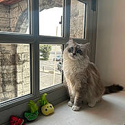 Dusty a rejoint le concours — aidez-le/la à gagner de superbes lots ! cat, fluffy_cat, blue_eyes, windowsill, plush_toys, watermelon_toy, green_fruit_toy, yellow_fruit_toy, window, stone_arch, parking_lot, indoor, pet, cute, sitting, feline, animal, cozy, daylight, curious