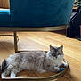 Dusty participe au concours pour gagner de l'argent avec cette photo : cat, blue_eyes, fluffy, wooden_floor, chair, blue_chair, pet, indoor, floor, playful, ball, feline, relaxed, curious, home, animal, domestic, fur, laying, cute