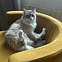 Dusty a rejoint le concours — aidez-le/la à gagner de superbes lots ! cat, fluffy, armchair, yellow, indoor, furniture, pet, cute, relaxed, curious, fur, whiskers, paw, window, home, cozy, sitting, animal, domestic, light