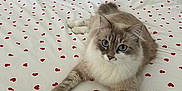 Dusty participe au concours pour gagner de l'argent avec cette photo : cat, fluffy, blue_eyes, bed, bedspread, red_hearts, pattern, indoor, pet, cute, relaxed, feline, whiskers, paws, lying_down, cozy, domestic_animal, soft_fur, resting, playful
