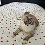 cat, fluffy, blue_eyes, bed, bedspread, red_hearts, pattern, indoor, pet, cute, relaxed, feline, whiskers, paws, lying_down, cozy, domestic_animal, soft_fur, resting, playful