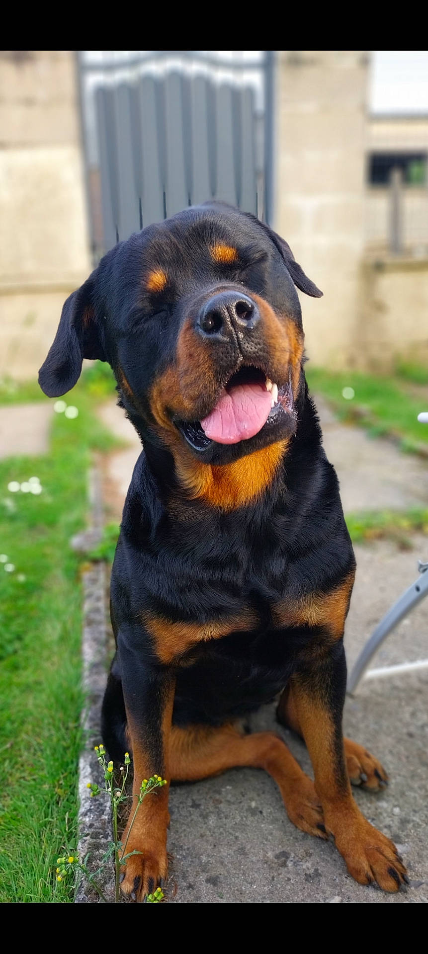 Xena participe au concours pour gagner de l'argent avec cette photo : accessories, alloywheel, animal, bodypart, bulldog, canine, car, carwheel, dog, grass, hound, labradorretriever, machine, mouth, person, pet, plant, puppy, strap, tongue