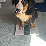 Aïko a rejoint le concours — aidez-le/la à gagner de superbes lots ! puppy, bernese_mountain_dog, dog, pet, indoor, floor, scale, tile_floor, black_fur, white_fur, brown_fur, happy, tongue_out, cute, animal, young_dog, looking_up, fur, paw, collar