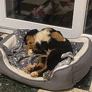 Aïko a rejoint le concours — aidez-le/la à gagner de superbes lots ! puppy, dog_bed, blanket, sleeping, toy, plush_toy, floor, indoor, cozy, black, brown, white, fur, pet, resting, paw_print, curled_up, cute, animal, relaxing