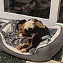 puppy, dog_bed, blanket, sleeping, toy, plush_toy, floor, indoor, cozy, black, brown, white, fur, pet, resting, paw_print, curled_up, cute, animal, relaxing