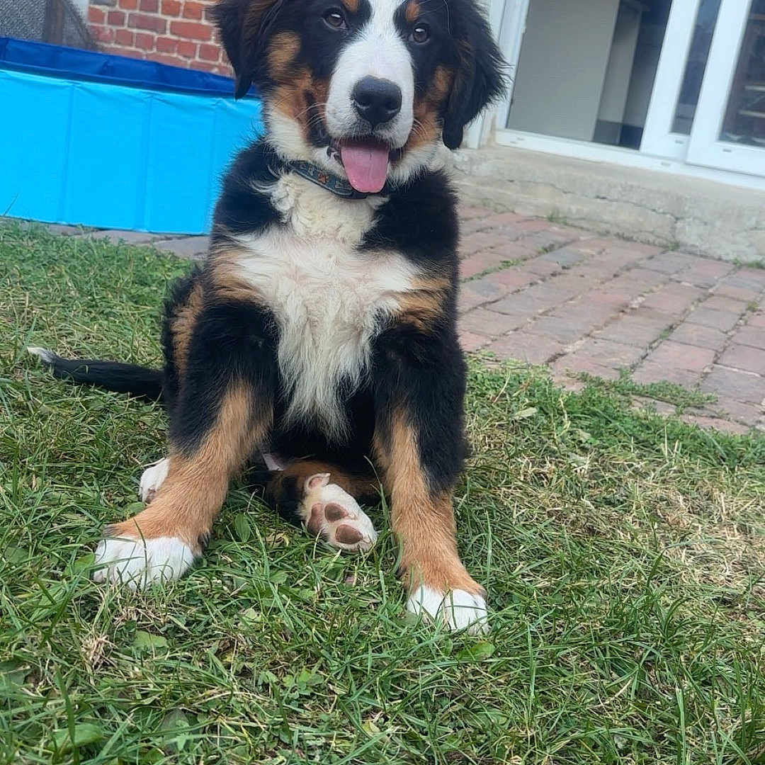 Aïko a rejoint le concours — aidez-le/la à gagner de superbes lots ! animal, bernese_mountain_dog, brick_wall, canine, collar, cute, dog, door, fur, grass, happy, house, nature, outdoor, pet, playful, puppy, sitting, tongue_out, young_dog