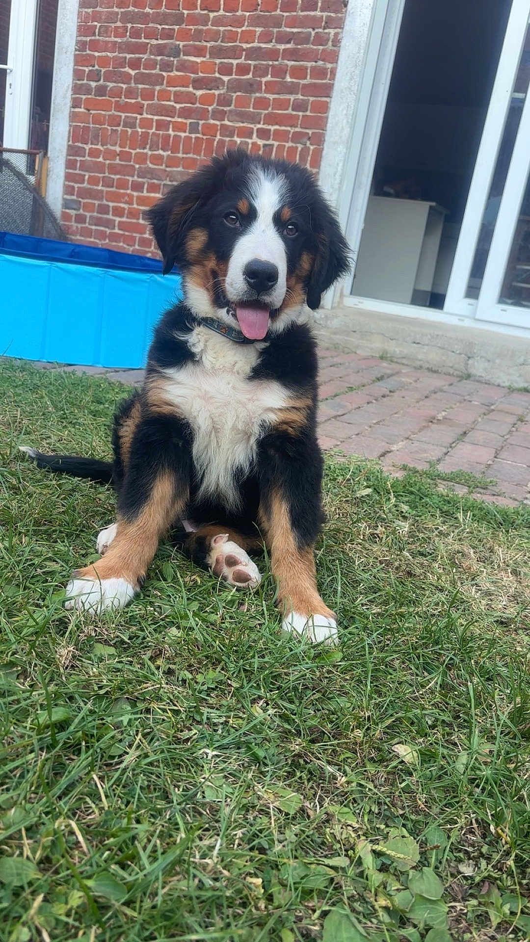 Aïko a rejoint le concours — aidez-le/la à gagner de superbes lots ! dog, puppy, bernese_mountain_dog, grass, outdoor, tongue_out, brick_wall, door, house, pet, canine, fur, collar, cute, animal, sitting, young_dog, playful, happy, nature