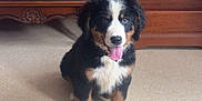 Aïko a rejoint le concours — aidez-le/la à gagner de superbes lots ! puppy, dog, bernese_mountain_dog, tongue_out, sitting, indoor, floor, wooden_furniture, wallpaper, cute, pet, animal, fur, black_fur, white_fur, brown_fur, happy, young_dog, domestic_animal, companion