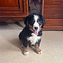puppy, dog, bernese_mountain_dog, tongue_out, sitting, indoor, floor, wooden_furniture, wallpaper, cute, pet, animal, fur, black_fur, white_fur, brown_fur, happy, young_dog, domestic_animal, companion