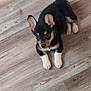 puppy, dog, black, white_paws, ears, floor, wooden_floor, pet, animal, cute, lying_down, looking_up, indoor, young, small, fur, adorable, domestic_animal, companion, playful