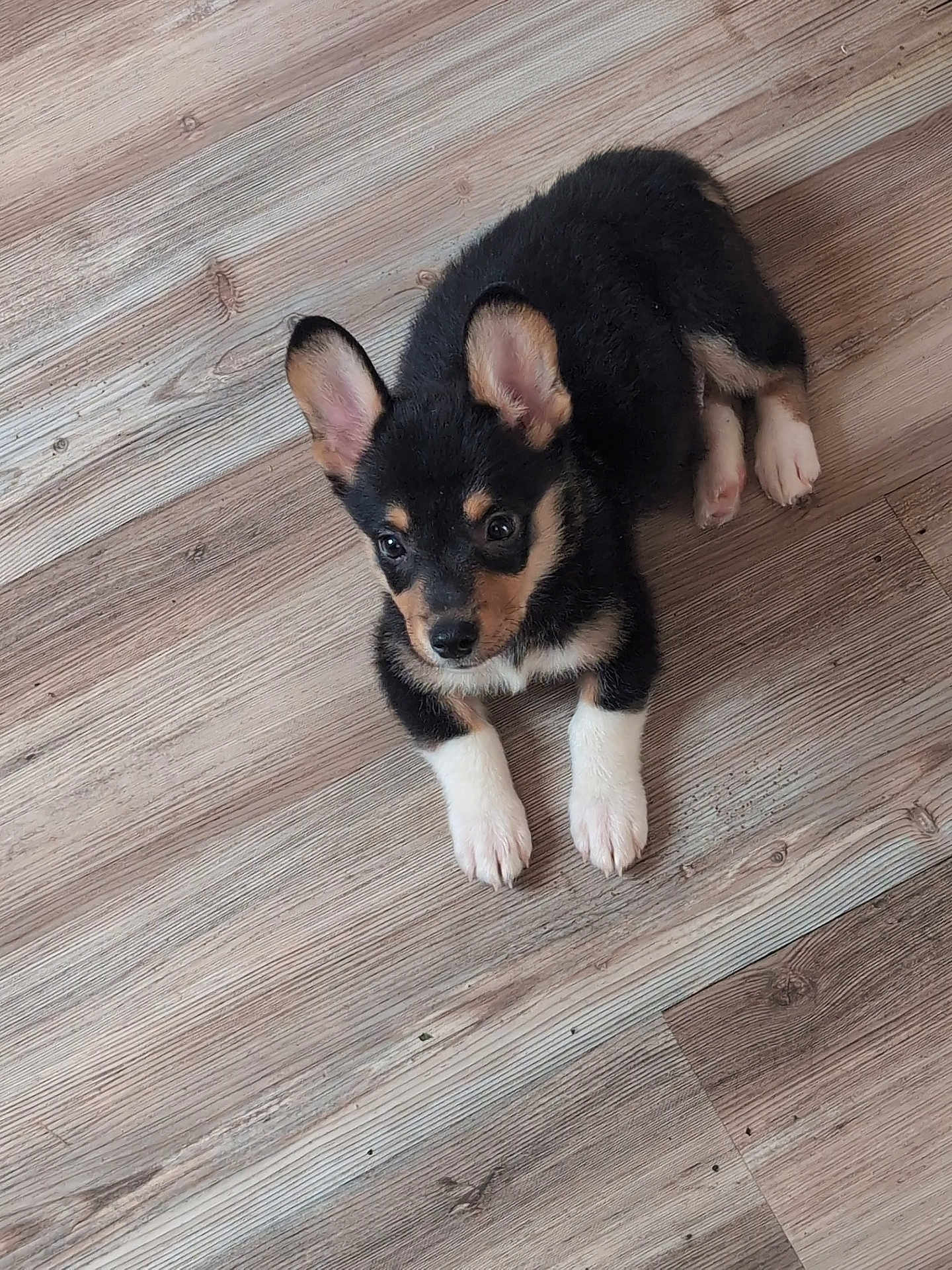 Max is registered to the contest to win money with this photo: puppy, dog, black, white_paws, ears, floor, wooden_floor, pet, animal, cute, lying_down, looking_up, indoor, young, small, fur, adorable, domestic_animal, companion, playful