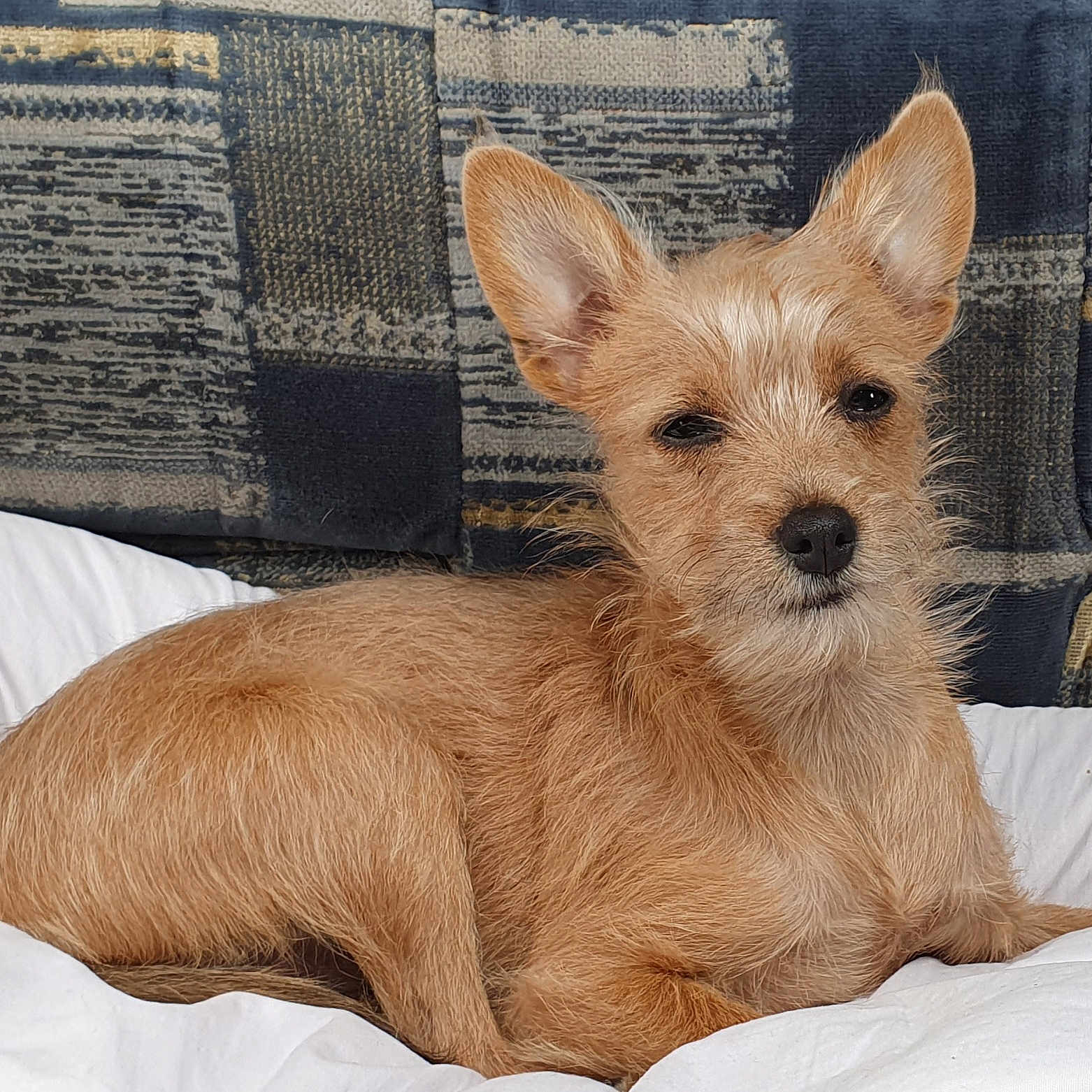 Suri