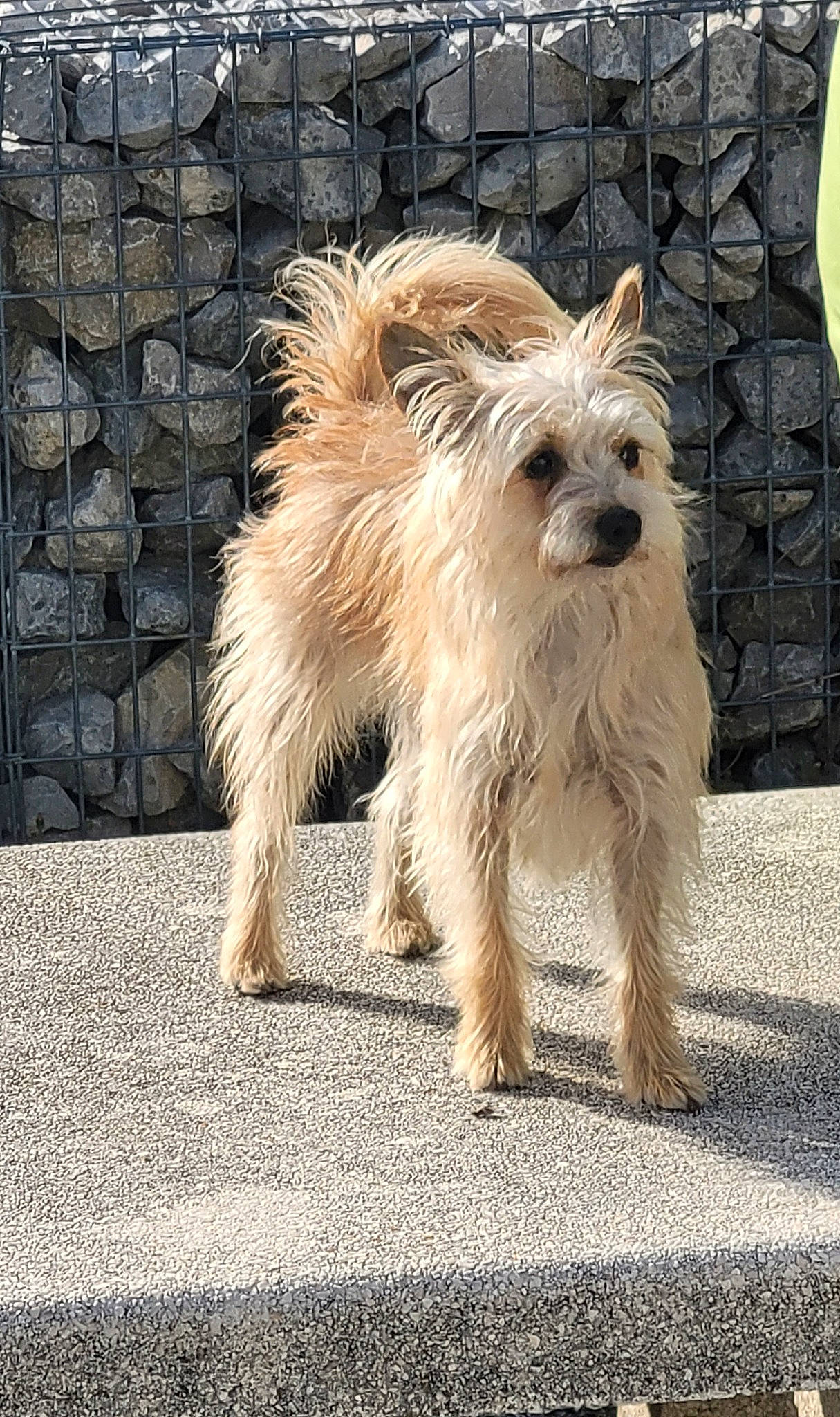 Choubi a rejoint le concours — aidez-le/la à gagner de superbes lots ! biewer_terrier, canidae, carnivore, companion_dog, dog, dog_breed, fur, small_terrier, snout, sporting_group, tail, terrestrial_animal, terrier, toy_dog, working_terrier