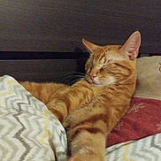 Voyous participe au concours pour gagner de l'argent avec cette photo : cat, orange_tabby, sleeping, bed, blanket, cozy, pet, feline, whiskers, paw, indoor, resting, cute, domestic_animal, fur, relaxed, home, comfort, animal, quiet