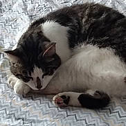 Fripon a rejoint le concours — aidez-le/la à gagner de superbes lots ! cat, cats, black_and_white, tabby, sleeping, curled_up, lying_down, pet, animal, feline, whiskers, paws, pink_nose, fur, striped, blanket, bed, indoor, cozy, relaxed