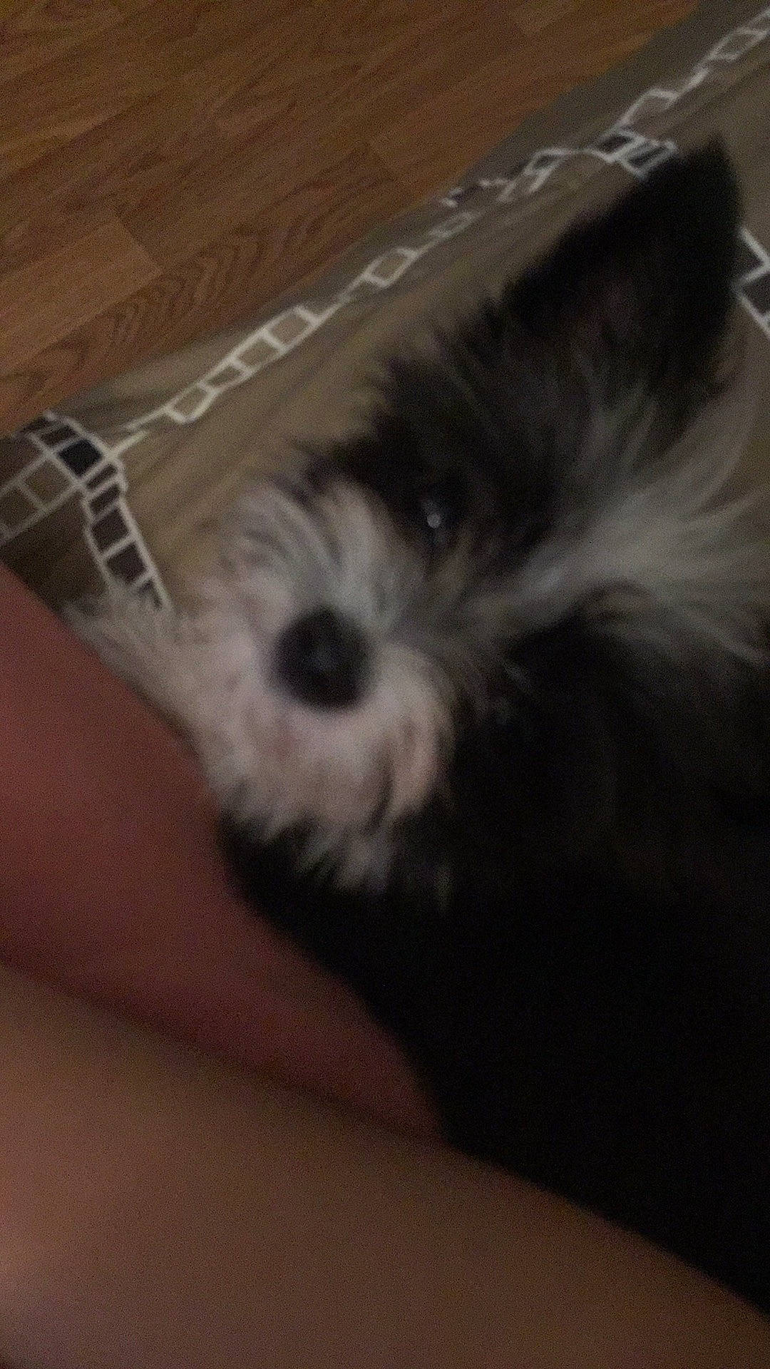 Poppie is registered to the contest to win money with this photo: canidae, carnivore, cockapoo, companion_dog, dog, dog_breed, ear, lhasa_apso, mammal, morkie, puppy, schnoodle, shih_tzu, small_terrier, snout, sporting_group, terrier, toy_dog, vertebrate, yorkshire_terrier