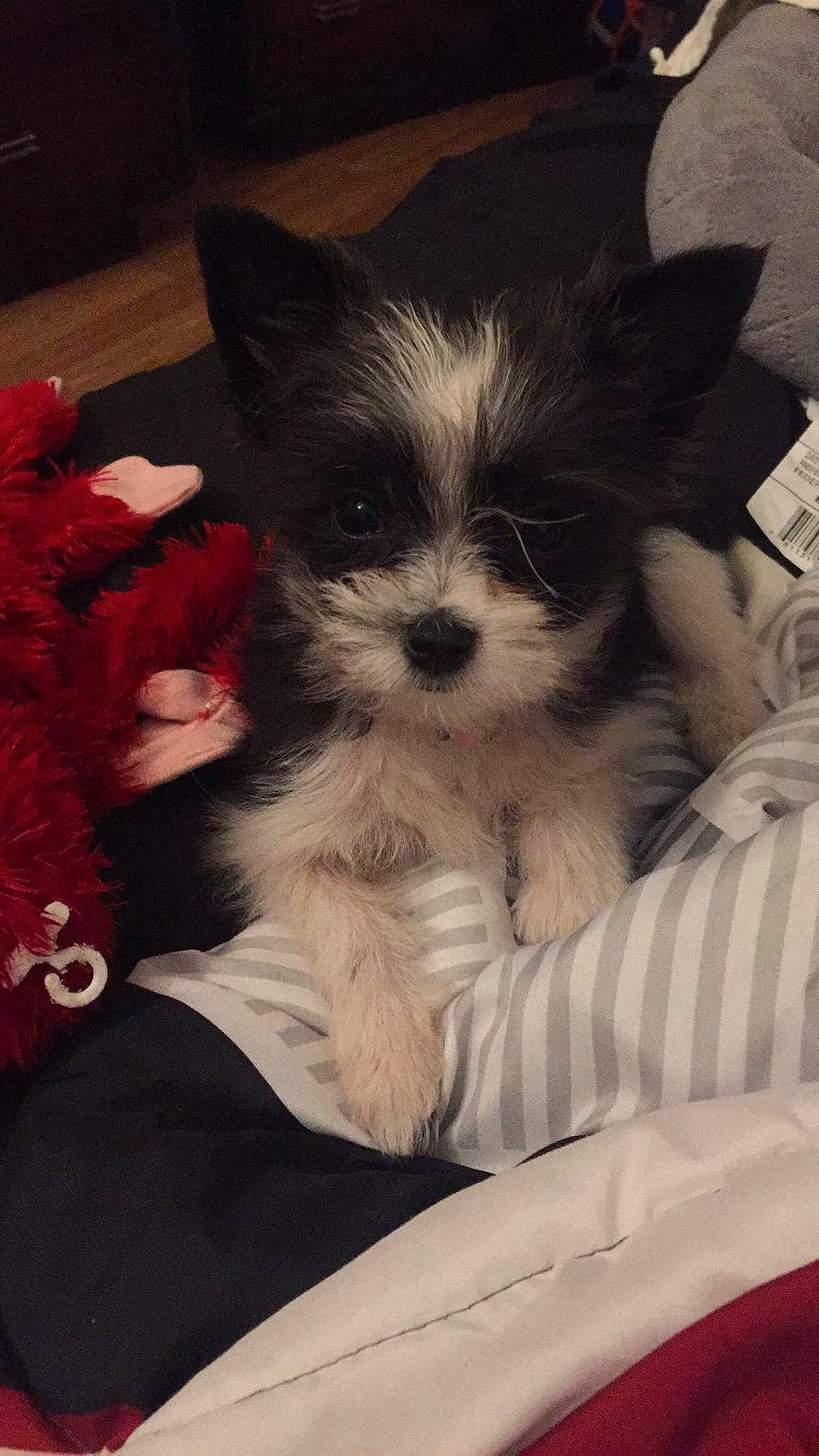 Poppie joined the competition — help win amazing prizes! biewer_terrier, canidae, carnivore, cavachon, chinese_imperial_dog, companion_dog, dog, dog_breed, maltepoo, maltese, mammal, morkie, puppy, rare_breed_dog, shih_tzu, snout, sporting_group, toy_dog, vertebrate, yorkshire_terrier