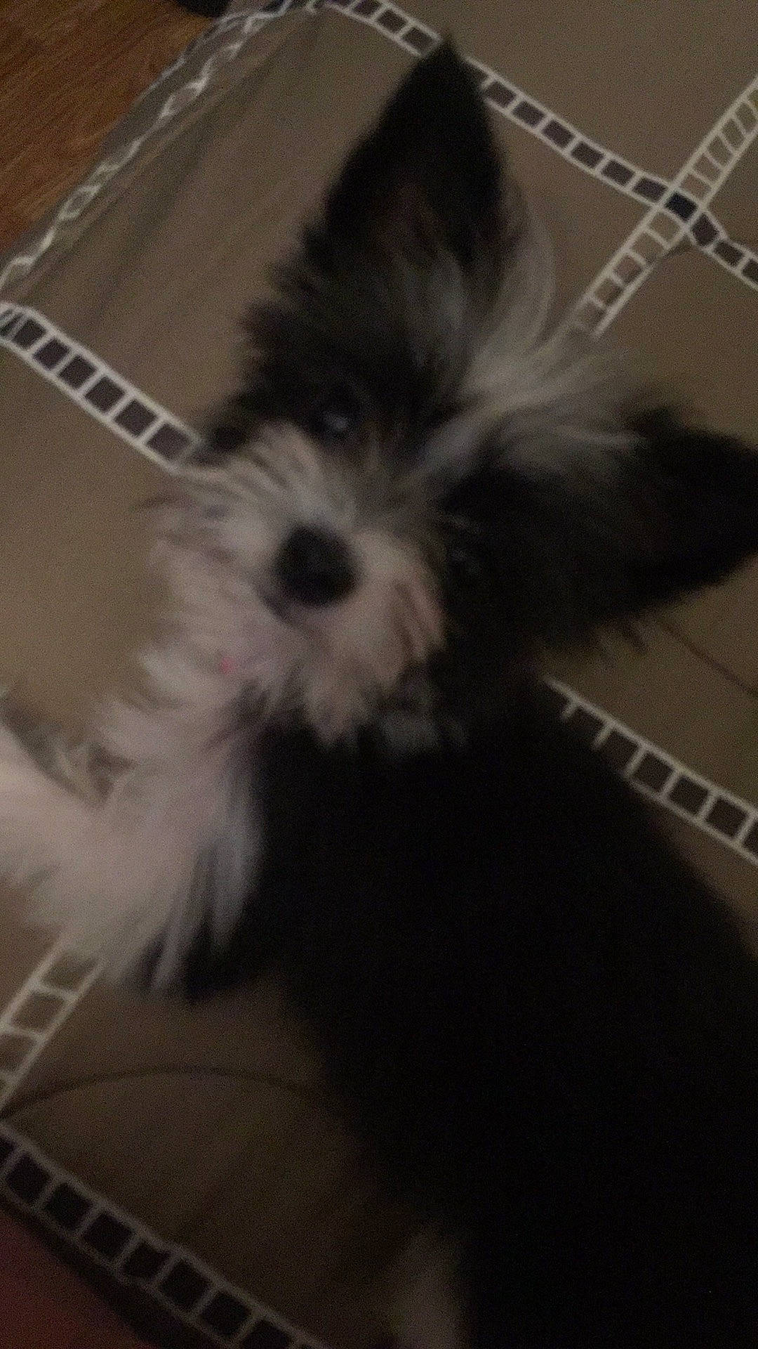 Poppie joined the competition — help win amazing prizes! biewer_terrier, canidae, carnivore, companion_dog, dog, dog_breed, ear, mammal, miniature_schnauzer, morkie, puppy, rare_breed_dog, schnauzer, shih_tzu, small_terrier, terrier, tibetan_terrier, toy_dog, vertebrate, yorkshire_terrier