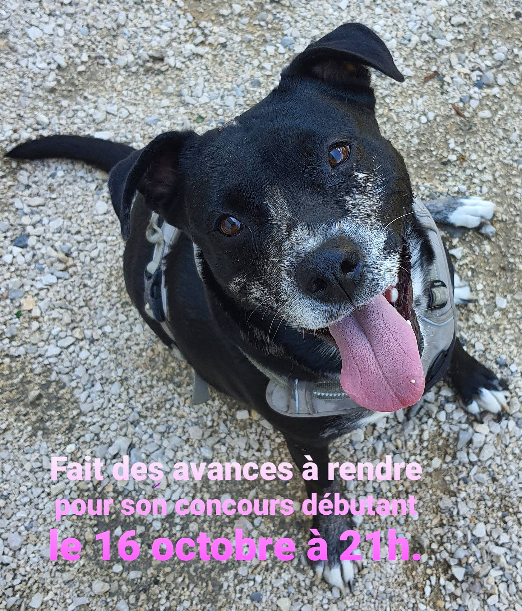 Skyla participe au concours pour gagner de l'argent avec cette photo : borador, canidae, carnivore, collar, companion_dog, dog, dog_breed, dog_collar, dog_supply, electric_blue, fashion_accessory, guard_dog, leash, non_sporting_group, personal_protective_equipment, pet_supply, snout, sporting_group, whiskers, working_animal