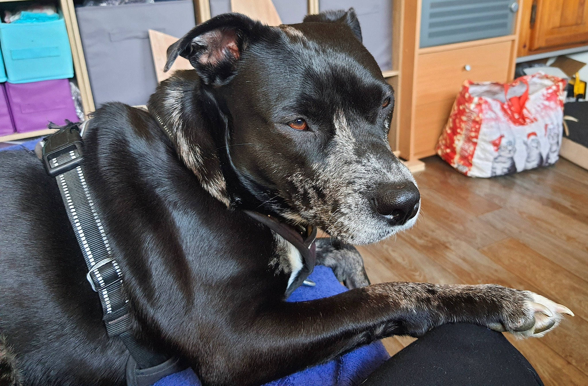 Skyla a rejoint le concours — aidez-le/la à gagner de superbes lots ! canidae, carnivore, chair, collar, companion_dog, dog, dog_breed, dog_collar, dog_supply, fawn, fur, guard_dog, leash, luggage_and_bags, personal_protective_equipment, pet_supply, snout, sporting_group, whiskers, working_animal