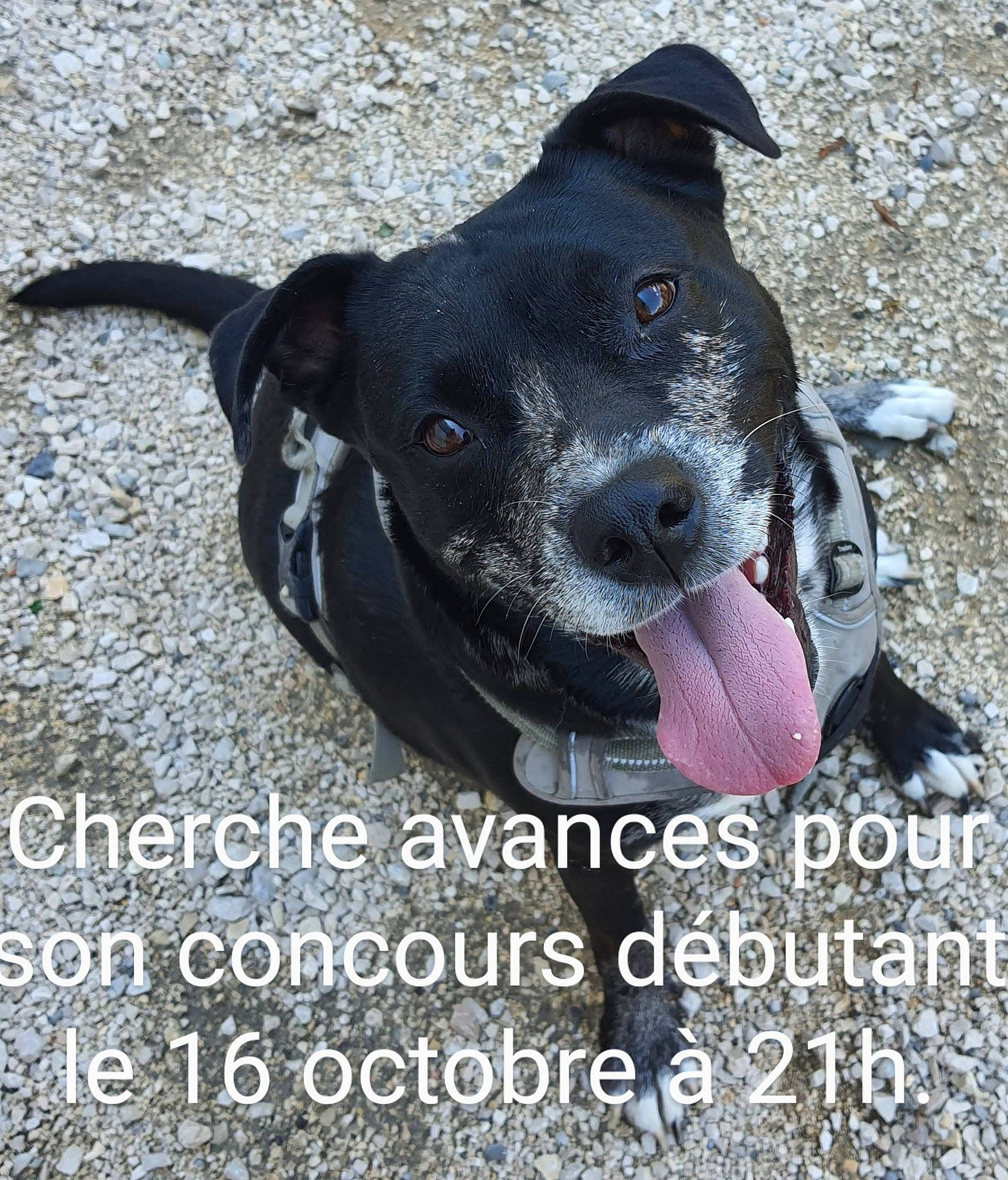 Skyla participe au concours pour gagner de l'argent avec cette photo : borador, canidae, carnivore, collar, companion_dog, dog, dog_breed, dog_collar, dog_supply, electric_blue, fashion_accessory, font, fur, leash, non_sporting_group, pet_supply, photo_caption, sporting_group, whiskers, working_animal