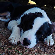 Nayru a rejoint le concours — aidez-le/la à gagner de superbes lots ! puppy, dog, sleeping, black_and_white, outdoor, grass, ground, paw, nose, shade, tire, vehicle, closeup, canine, resting, animal, fur, nature, peaceful, young_dog
