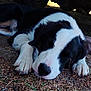 puppy, dog, sleeping, black_and_white, outdoor, grass, ground, paw, nose, shade, tire, vehicle, closeup, canine, resting, animal, fur, nature, peaceful, young_dog