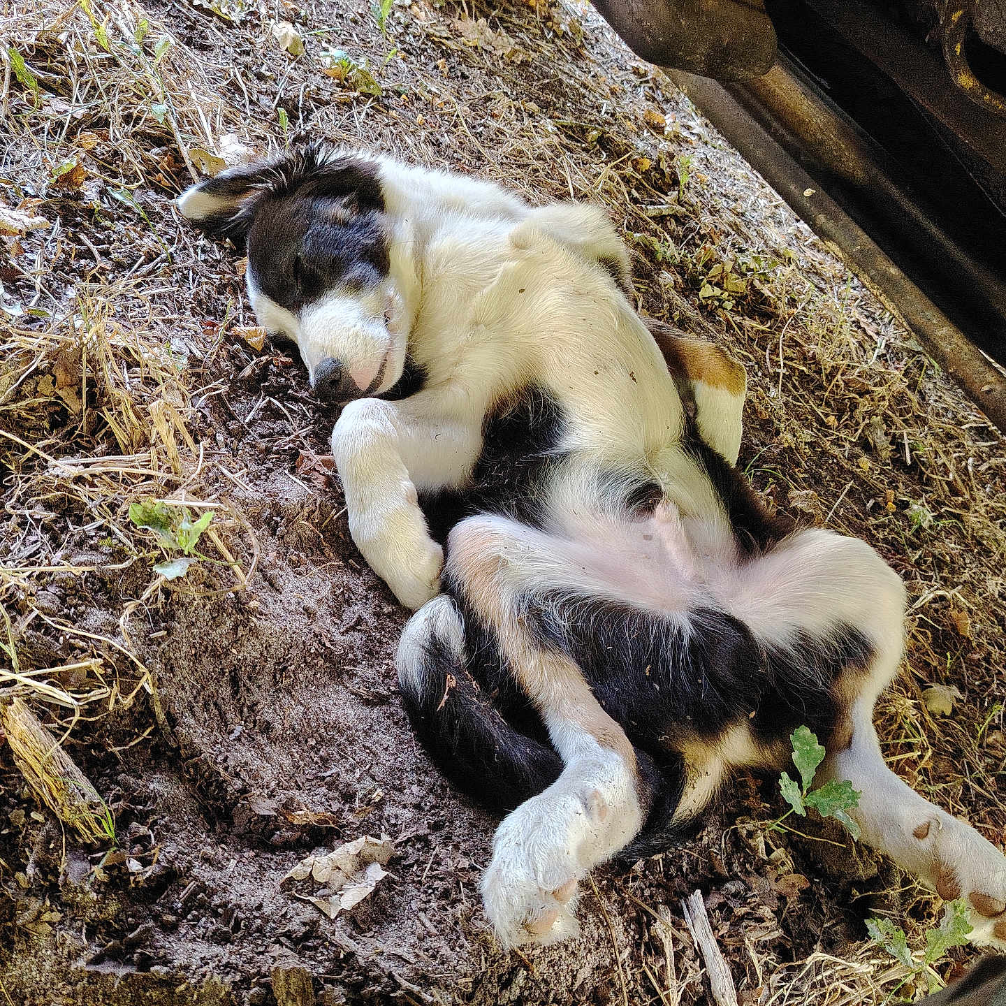 Nayru a rejoint le concours — aidez-le/la à gagner de superbes lots ! animal, black_and_white, canine, dirt, dog, dry_leaves, fur, ground, nature, outdoor, paw, peaceful, puppy, relaxing, resting, shade, sleeping, summer, vehicle_part, young_dog
