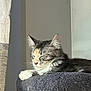 Zelda a rejoint le concours — aidez-le/la à gagner de superbes lots ! calm, cat, cat_tree, closeup, cozy, curtain, domestic_animal, ears, feline, fur, gray, home, indoor, paw, pet, relaxed, resting, sleeping, sunlight, whiskers
