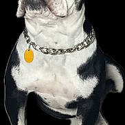 Bones is registered to the contest to win money with this photo: dog, bulldog, sunglasses, chain_collar, black_background, pet, animal, white_and_black, sitting, portrait, accessory, cool, fashion, cute, domestic_animal, studio_shot, looking_up, short_hair, muzzle, ears